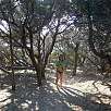 Bosque bajo y dunas / Hiking route Sentier douaniers 