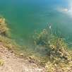 Agua clara y peces en el estanque / Hiking route Estanys de Basturs 