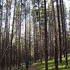 Tramo de bosque / Hiking route Grand Teton National Park | Por las orillas del lago Jackson 