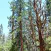 Curioso árbol danzante / Hiking route Kings Canyon National Park | Mist Falls 