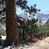 Pino en Kings Canyon / Hiking route Kings Canyon National Park | Mist Falls 