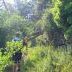 Algunos caminos pueden estar algo cortados por árboles caídos en antiguas tormentas / Hiking route Les Escletxes y el Puig Madrona de Collserola 