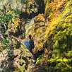Vista cercana de la vegetación de la Cascada / Hiking route Nacimiento del río Cuervo | SL-CU 14 