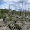 El bosque arrasado por el voraz incendio de 1988 / Hiking route Yellowstone | Grand Prismatic Spring 