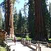 Museo del Bosque Mariposa / Hiking route Yosemite | Mariposa Grove 