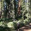 Subiendo por el sendero hacia Fallen Wawona / Hiking route Yosemite | Mariposa Grove 