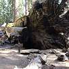 La secuoya  túnel Wawona caída en 1969 / Hiking route Yosemite | Mariposa Grove 