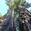 Dos secuoyas unidas en la base / Hiking route Yosemite | Mariposa Grove 
