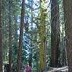 Caminando por la vuelta exterior / Hiking route Yosemite | Mariposa Grove 