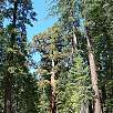 Vista del Grizzly Giant / Hiking route Yosemite | Mariposa Grove 