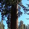 Grizzly Giant -el más grande del bosque- / Hiking route Yosemite | Mariposa Grove 