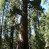California Tunnel Tree / Hiking route Yosemite | Mariposa Grove 