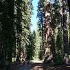 De subida hacia el museo del Bosque / Hiking route Yosemite | Mariposa Grove 