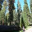 Bosque Mariposa / Hiking route Yosemite | Mariposa Grove 