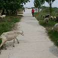 Compartiendo camino 