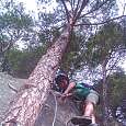 Exit from the route into a pine forest 