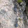 Climbing with the -tickle of the ants- 
