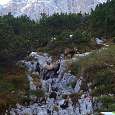 Deers 