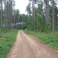 Sendero de aproximación por el bosque 