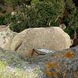 Desde lo alto de la Pedra sobre altre vemos las antiguas inscripciones en la roca 