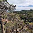 Vista atrás a la viga de madera desde el árbol 