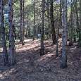 Camino de regreso en el bosque 