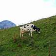 Vaca pastando al pie de la Dent de Jaman que bordearemos por la derecha 