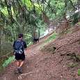 Compartiendo camino con las vacas 