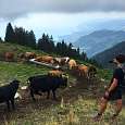 Vacas junto al sendero de Champssalaz 