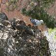 Nesting area for seagulls 