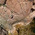 Tibetan that will take us closer to the prow (closed in 2015) 