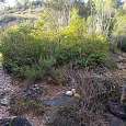 La riera se bifurca seguimos por la izquierda el camino principal 