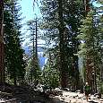 Hiking up through the forest 