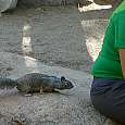 Feeding the wildlife is forbidden but these squirrels sure are insistent 