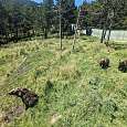 Los osos nos olisquean desde la distancia 