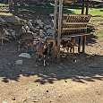 Caminaremos junto a las cabras montesas 