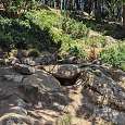 Colonia de marmotas comiendo el menú del día 