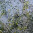 Camouflaged rabbit 