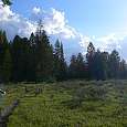 Los tramos de bosque se intercalan con zonas de prados abiertos 