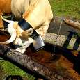 Stop number 4. Cow drinking through next to the “milking area” 