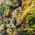 Vista cercana de la vegetación de la Cascada 