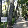 Primeras pasarelas de madera entre el pinar 