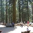 Mirador de la secuoya General Sherman 