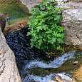 Cascada del toll de l