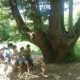 Descansando a la sombra del Castanyer de les 9 branques 