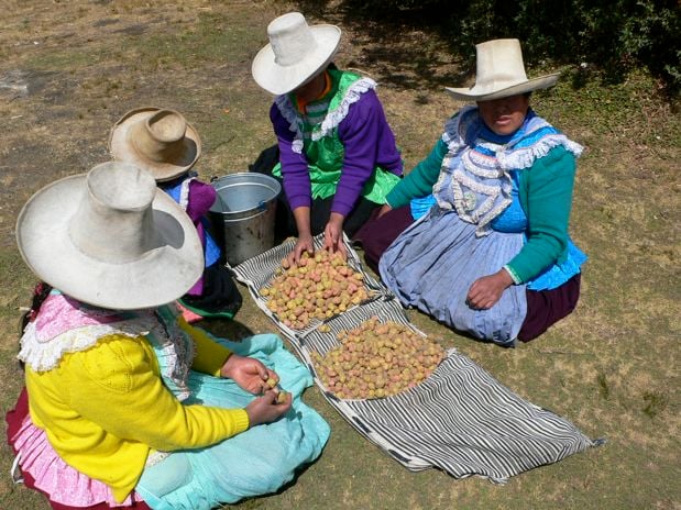 Mujeres trabajando el olluco -tubérculo andino-