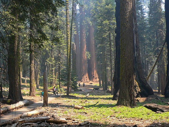 Vista del camino con las secuoyas The Senate al fondo / Ruta a pie Sequoia National Park | Bosque gigante de secuoyas  
