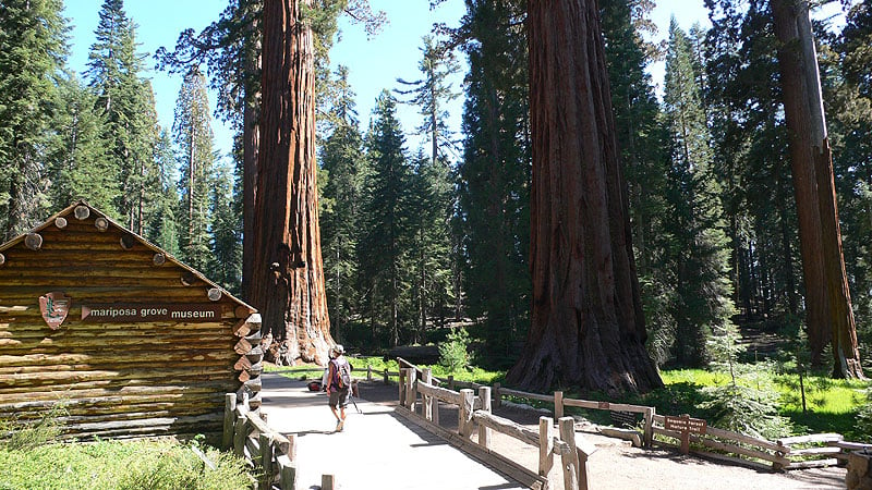 Museo del Bosque Mariposa / Ruta a pie Yosemite | Mariposa Grove 