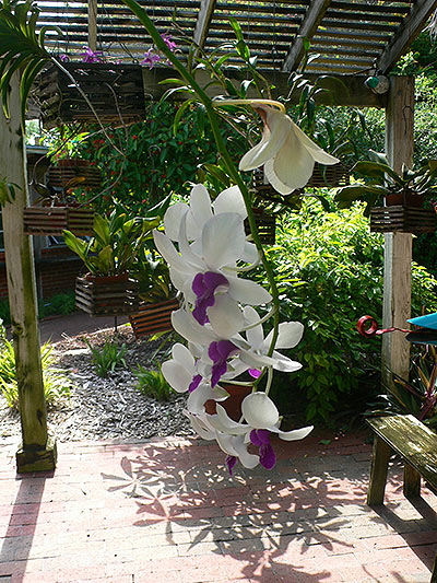 Orquídea del Jardín Botánico de la fortificación West Martello 