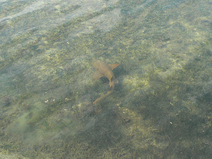 Tiburón a tiro de piedra del camino 